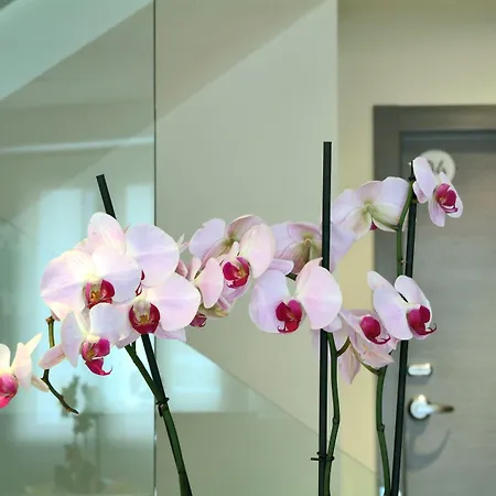 מלון Le Petit Boutique (adults Only)